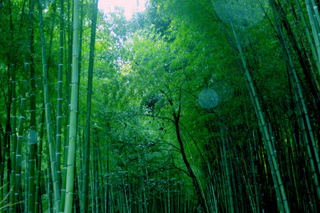 Arashiyama Area